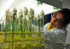 Work as an Assistant Scientist – Rice Breeding With Rs 62,330/- pm Salary @ IRRI