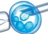 Finding Their Destiny – The Fate of Four-Cell Embryos