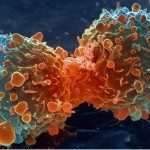 New Protective Immune Mechanism from Oncogenesis Identified