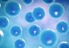 Cellular Dormancy – Standby Mode for Cells