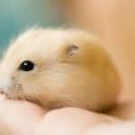 house mouse