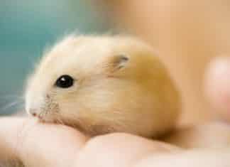 house mouse