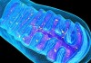 Interspecies Migration Of Mitochondira Through Two Plants’ Graft Junction