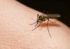Asymptomatic People Sneak Dengue Fever to Others, Dominate Transmission Cycle