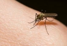 Asymptomatic People Sneak Dengue Fever to Others, Dominate Transmission Cycle
