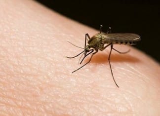 Asymptomatic People Sneak Dengue Fever to Others, Dominate Transmission Cycle