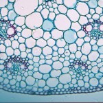 Trainee Biotechnologist (Quality Control) Post Vacant @ J.mitra & Co, Delhi