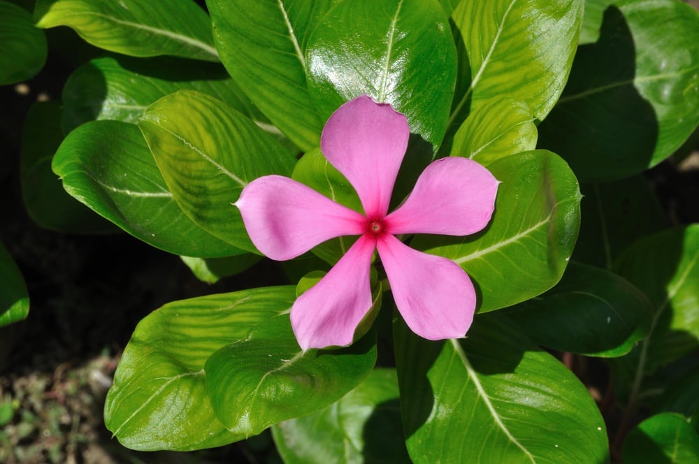 Catharanthus_roseus_6576