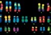 Only Half the Genomes in Newest Human Stem Cell Creation