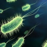 International Space Station SpaceX’s Newest Occupants Will Be Fungi