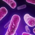 Apply for Research Fellow post @ IVRI – Experience in ELISA, HPLC and GLC required