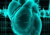 Scientists Identify Protein that May Reverse Lethal Heart Condition
