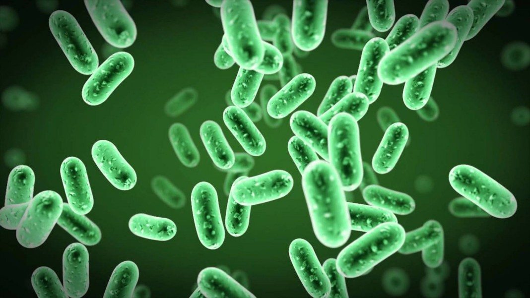 BSc Biosciences Research Technician Post Vacant @ Jamia Millia Islamia