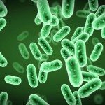 BSc Biosciences Research Technician Post Vacant @ Jamia Millia Islamia
