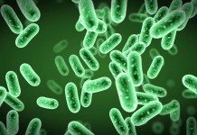 BSc Biosciences Research Technician Post Vacant @ Jamia Millia Islamia