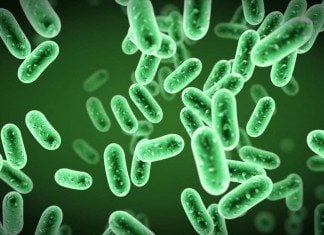 BSc Biosciences Research Technician Post Vacant @ Jamia Millia Islamia