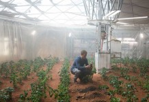 Food Crops Out of this World – Harvesting on Simulated Mars and Moon soil
