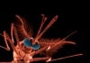 Malaria Infections Could be Controlled through Eating Habits: Study