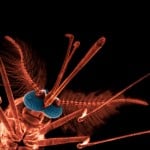 Malaria Infections Could be Controlled through Eating Habits: Study