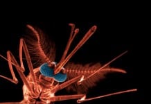 Malaria Infections Could be Controlled through Eating Habits: Study