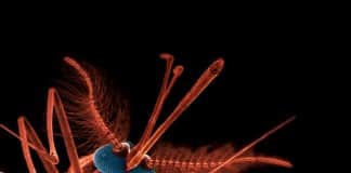 Malaria Infections Could be Controlled through Eating Habits: Study
