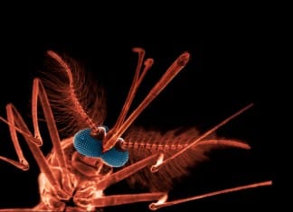 Malaria Infections Could be Controlled through Eating Habits: Study