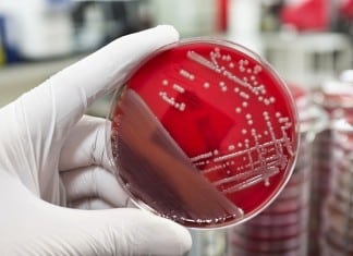 Stronger but Fewer Neutrophils Could Help Battle Superbugs