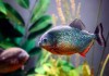 SRF posts vacant at Multiple location of – National Bureau of Fish Genetic Resources