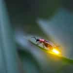 Brighter than the Sun – Lighting up Disease-Carrying Mosquitoes
