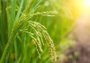 University of Agricultural Sciences, Dharwad Hiring for the post of Graduate Assistant