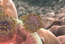 MicroRNA for Propagation