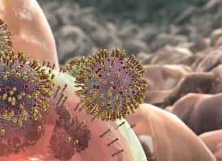 MicroRNA for Propagation