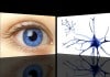 Neurons in the Eye may Use Math to distinguish Moving Objects