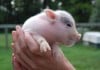 Researchers say Pig Hearts May Soon Save Human Lives