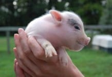 Researchers say Pig Hearts May Soon Save Human Lives