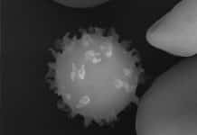 New Study may give way for Monocyte-based cell Therapy