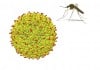 Scientists reveal structure of Zika Virus (ZIKV)
