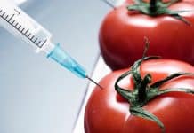 First time in 20 years : Growth of GM crops slows down