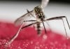 Trophoblasts remain the First line of Defence against Zika virus