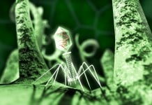 History in Microbes: Unveiling Your Past Using Viruses