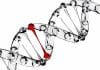 Long Lost Retro DNA : Finding home takes time, but Insertion takes a Blink