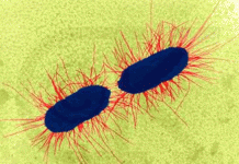 A Newly-Discovered ‘Pili’ May be Used by Bacteria to Cling to Hosts