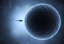 Spanish Scientists Use Human Skin Cells to Create Sperm