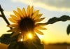 Reverse Photosynthesis Can Efficiently Produce Chemicals and Energy