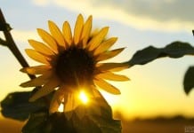 Reverse Photosynthesis Can Efficiently Produce Chemicals and Energy