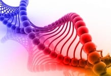 Epigenetic Factors and Sequence may Determine Overall DNA Structure