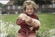 Transplanting Pig Pancreas May Help Cure Type 1 Diabetes