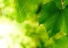 Amazing: How plants memorize things uncovered Govt Job @ TIGS-India