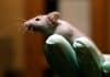 Toxin making S.enterica typhi Actually Helps Mice in Survival !