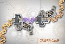 Attacking HIV with CRISPR/Cas9 may Awaken its Resistance